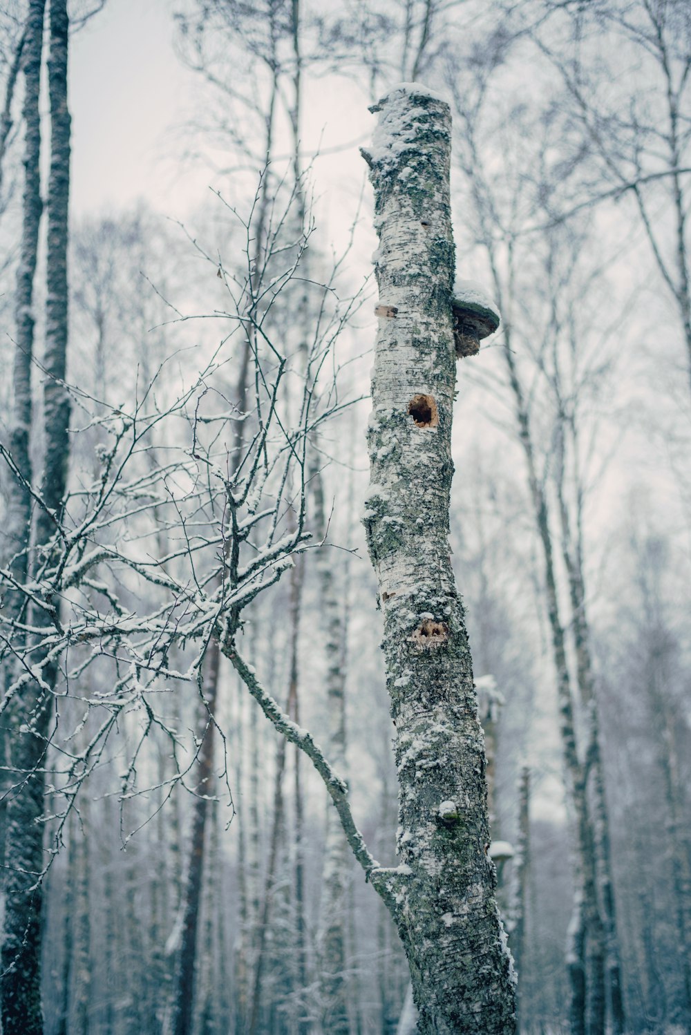 snow covered trees under white sky