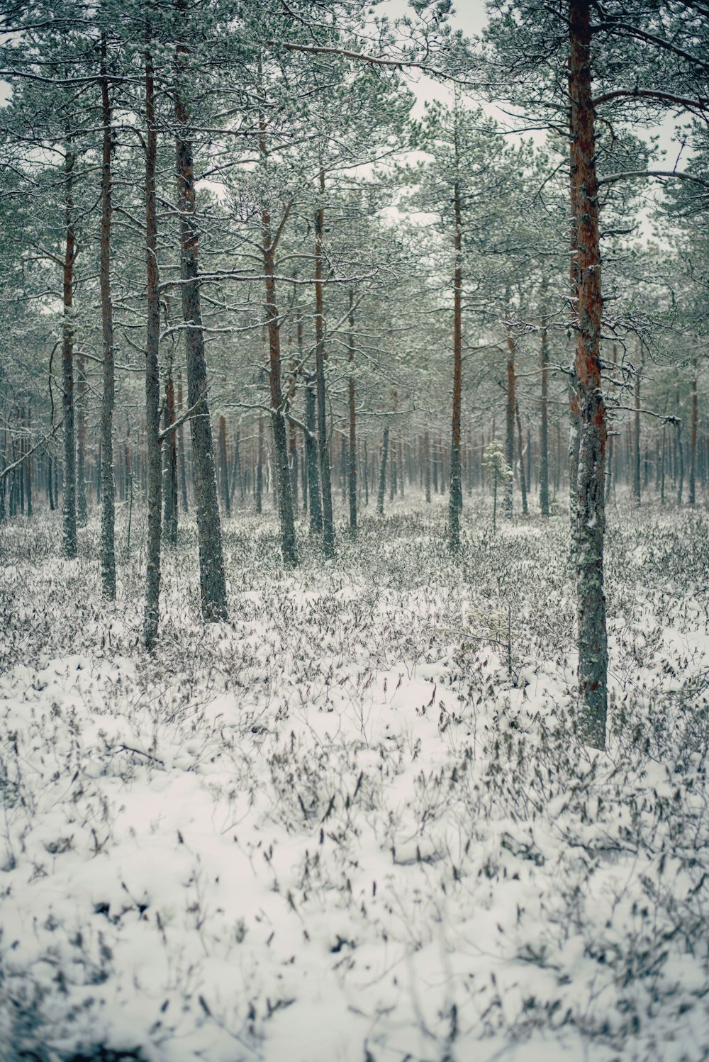 snow covered trees