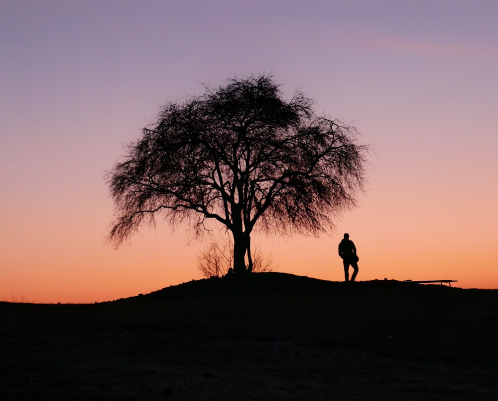 silhouette de l’arbre et de la personne