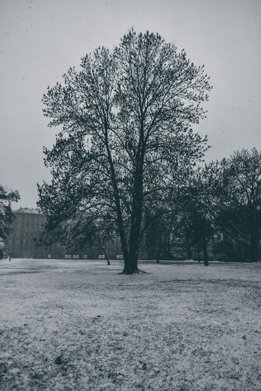 trees during winter