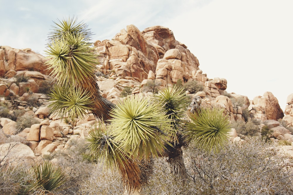 green Joshua tree across brown rocks