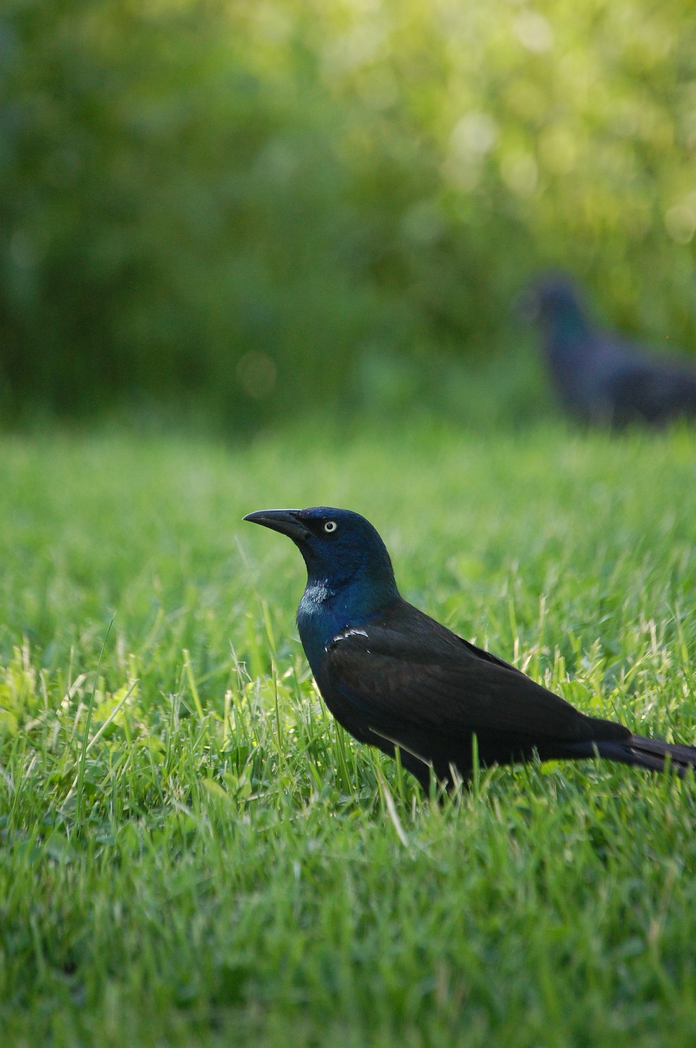 uccello nero su erba verde