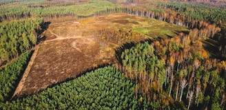 An aerial view of a forest area with a large, cleared patch of land in the center. The surrounding forest is dense with a mixture of green coniferous trees and trees with autumnal brown and orange foliage. The cleared area appears barren, contrasting with the lush vegetation around it.