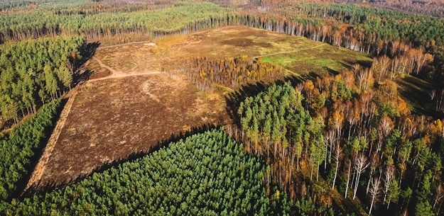 An aerial view of a forest area with a large, cleared patch of land in the center. The surrounding forest is dense with a mixture of green coniferous trees and trees with autumnal brown and orange foliage. The cleared area appears barren, contrasting with the lush vegetation around it.