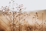 cotton plant on sephia photo