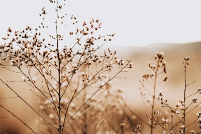 cotton plant on sephia photo neutral google meet background