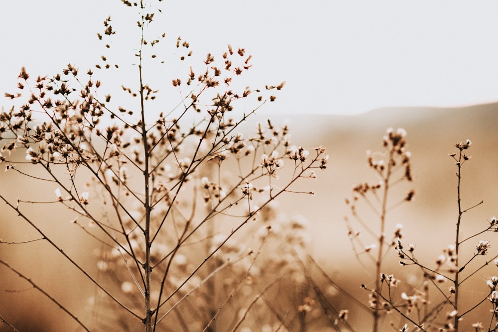 Baumwollpflanze auf Sepia-Foto