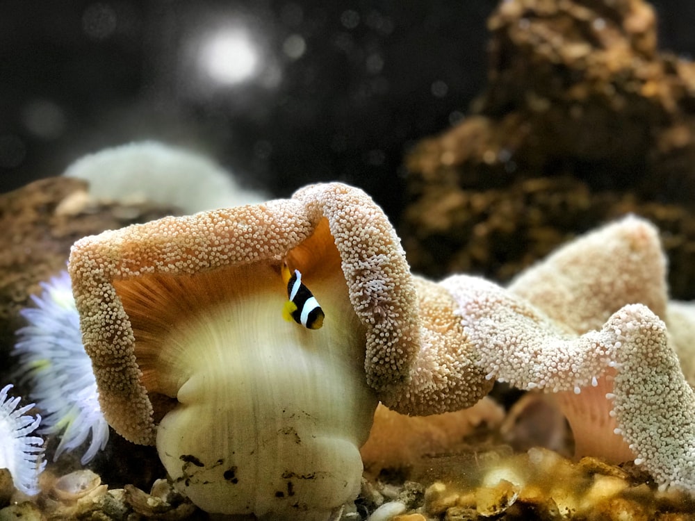brown and white fish and yellow corals