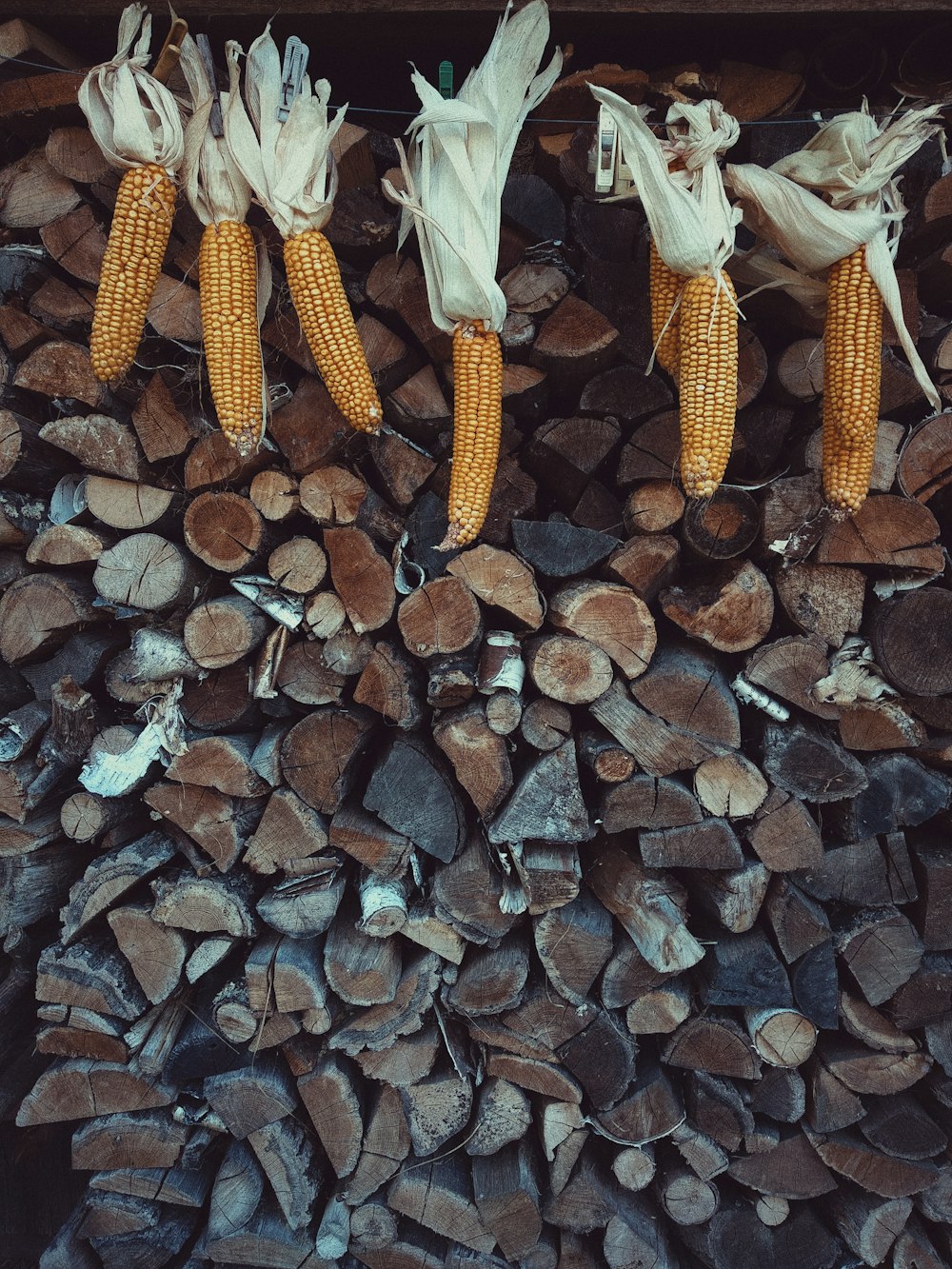 peeled corns hanging on grey logs