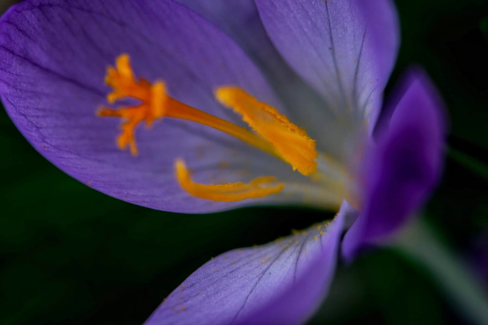 shallow focus photo of Autumn Crocus