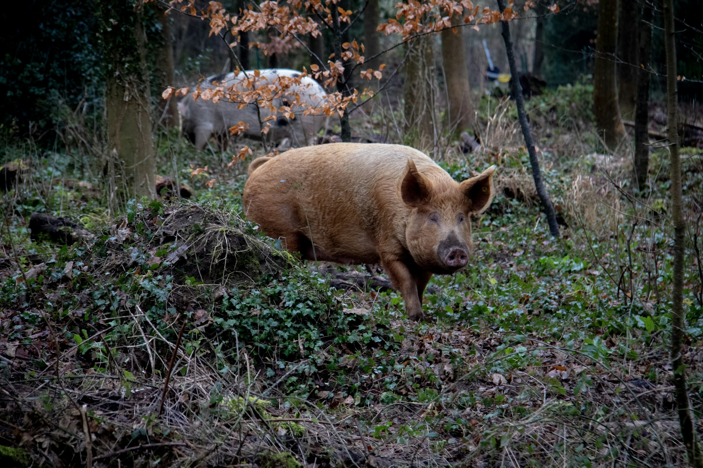 Returning Wolves Could Be the Answer to Rome’s Feral Hog Problem