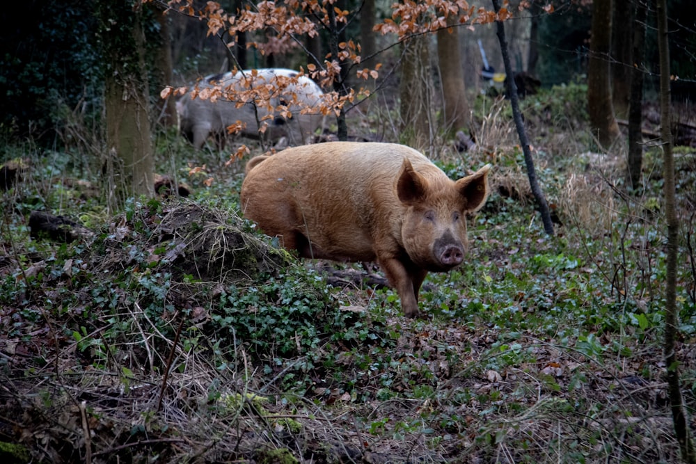 Dos cerdos en el bosque