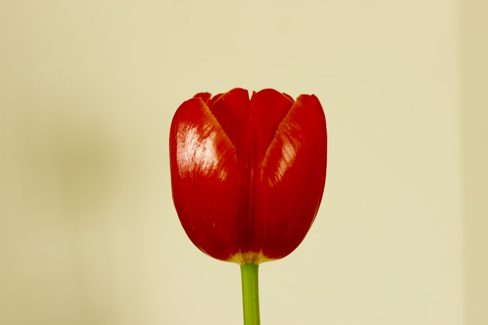 shallow focus photo of red flower