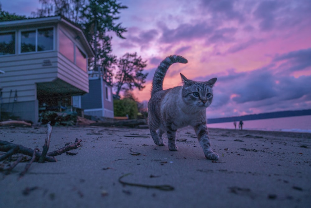 gray and black cat walking on seashore