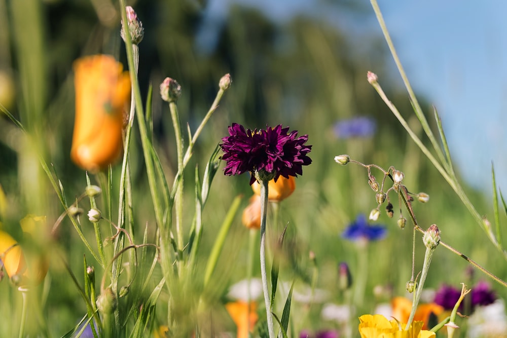 purple petaled flower