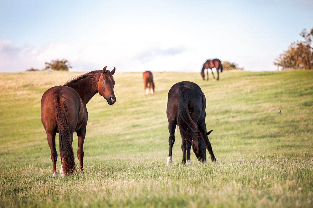 four horses on grass field