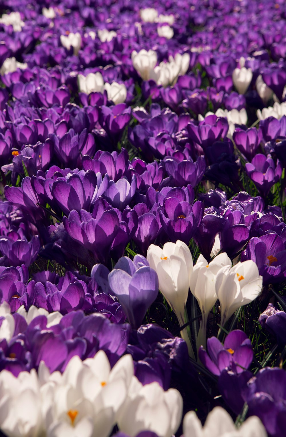 campo de flores púrpuras y blancas\