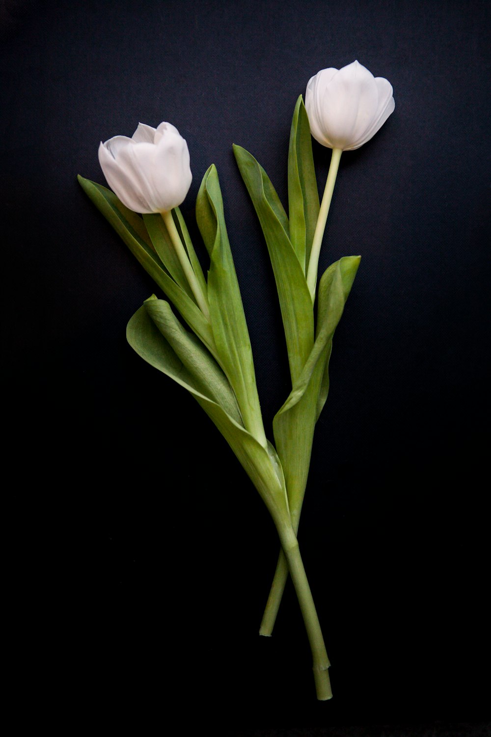 dos flores blancas