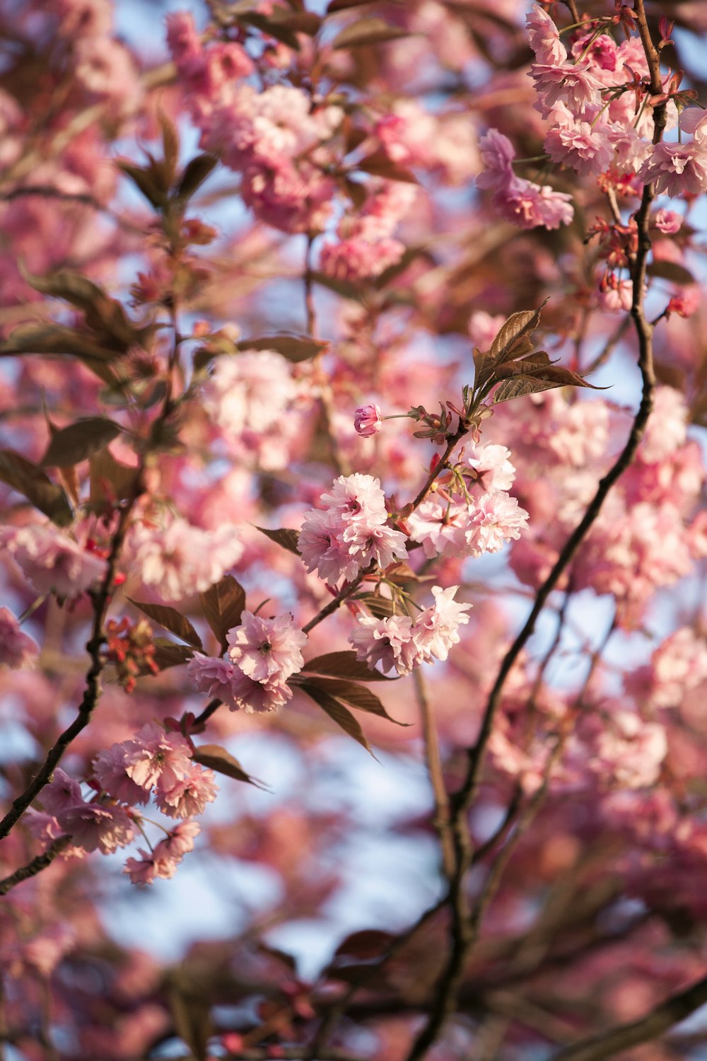 pink flower photo