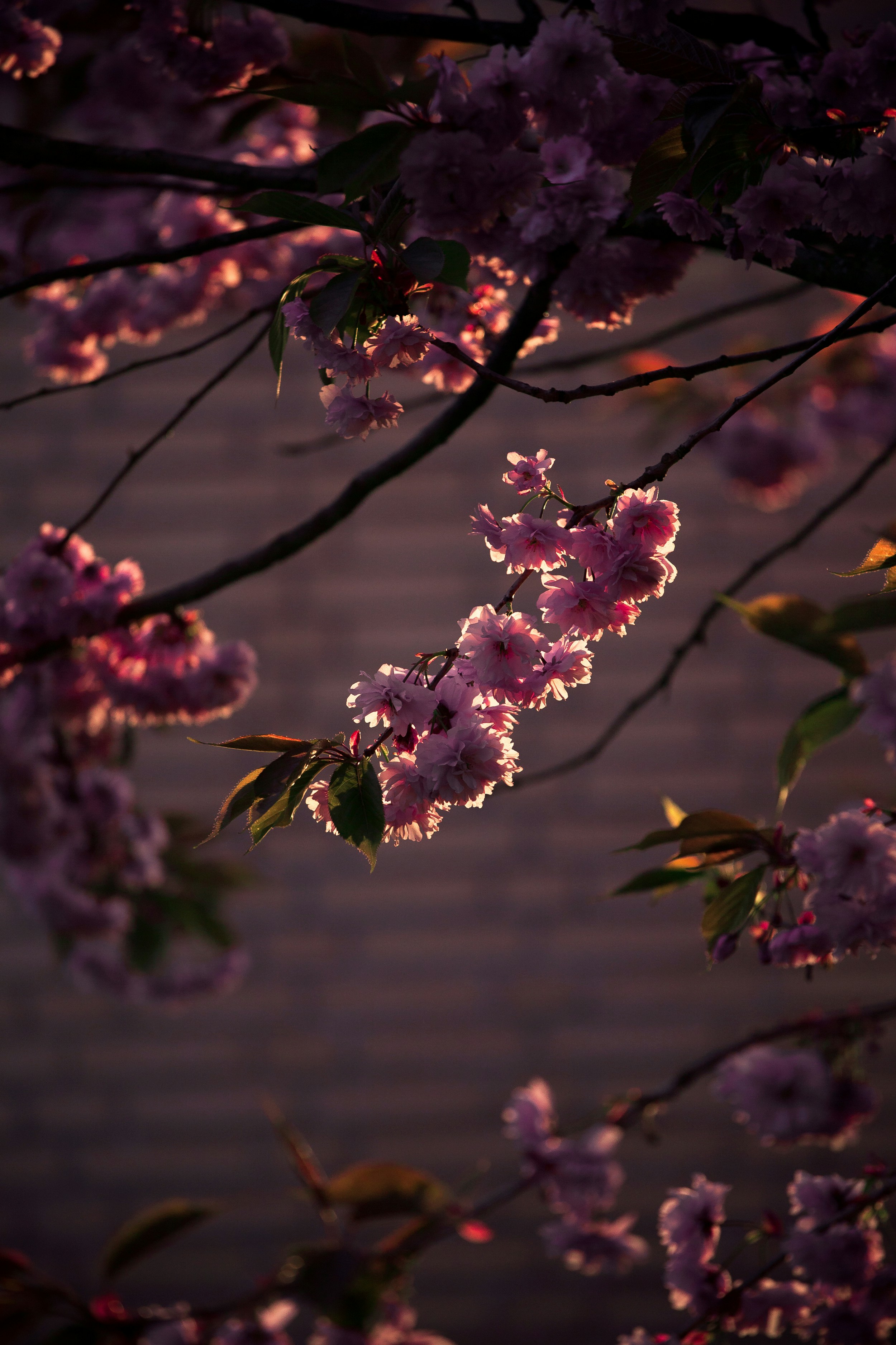 Close-up photography of pink tree