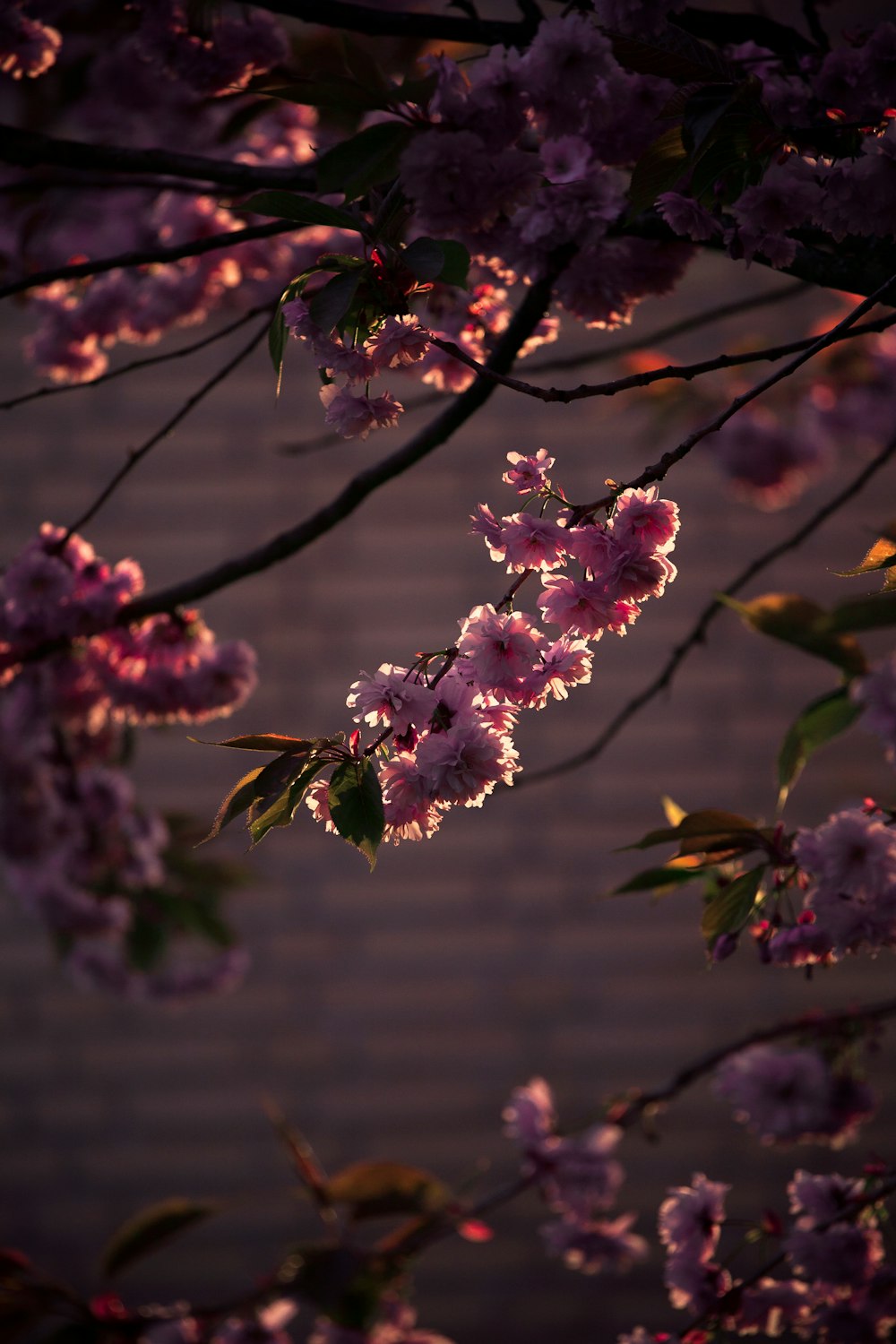 close-up photography of pink tree