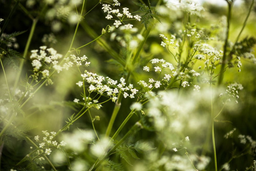 selective focus photography of white petaled flowers