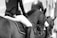 Two equestrians are riding horses, wearing traditional riding attire. The focus is on the riders’ legs and the horses' backs, highlighting the elegance of the sport. The image is in grayscale, adding a timeless and classic touch.