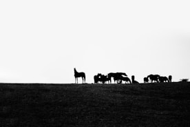 a herd of horses standing on top of a grass covered hillside
