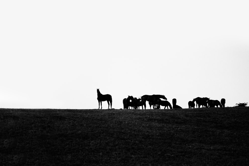 Una mandria di cavalli in piedi sulla cima di una collina coperta di erba