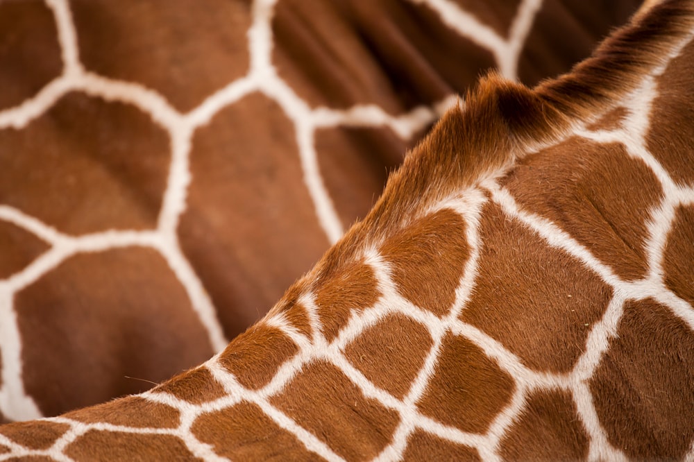 giraffe animal skin