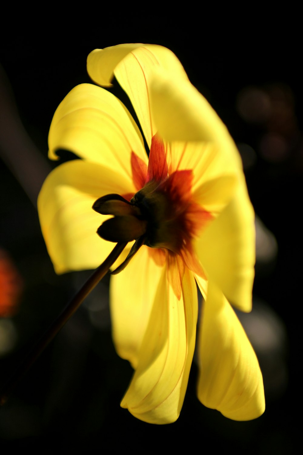 노란 양귀비 꽃의 선택적 초점 사진