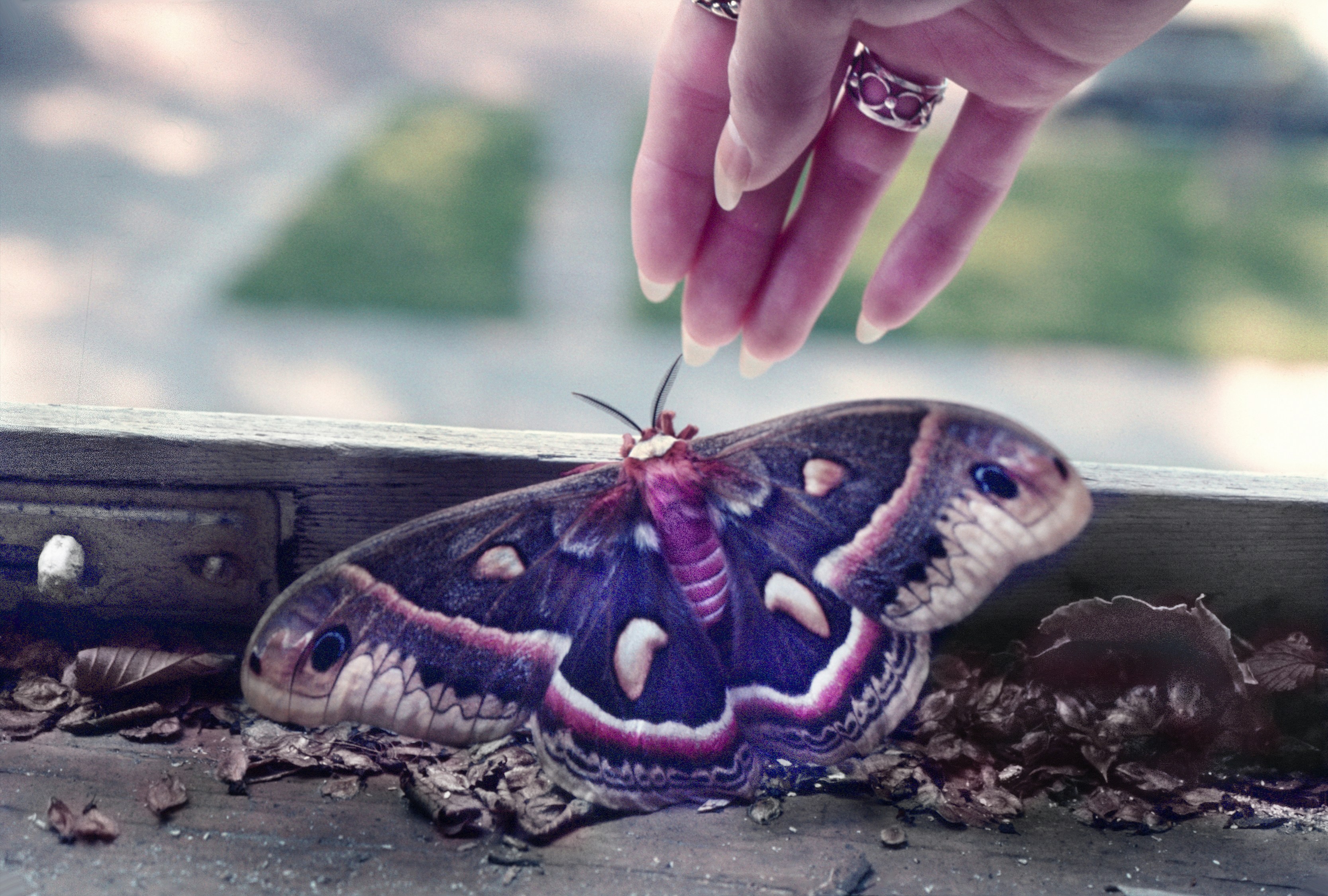 Chasing Butterflies: Capturing the Elusive Magic of Love