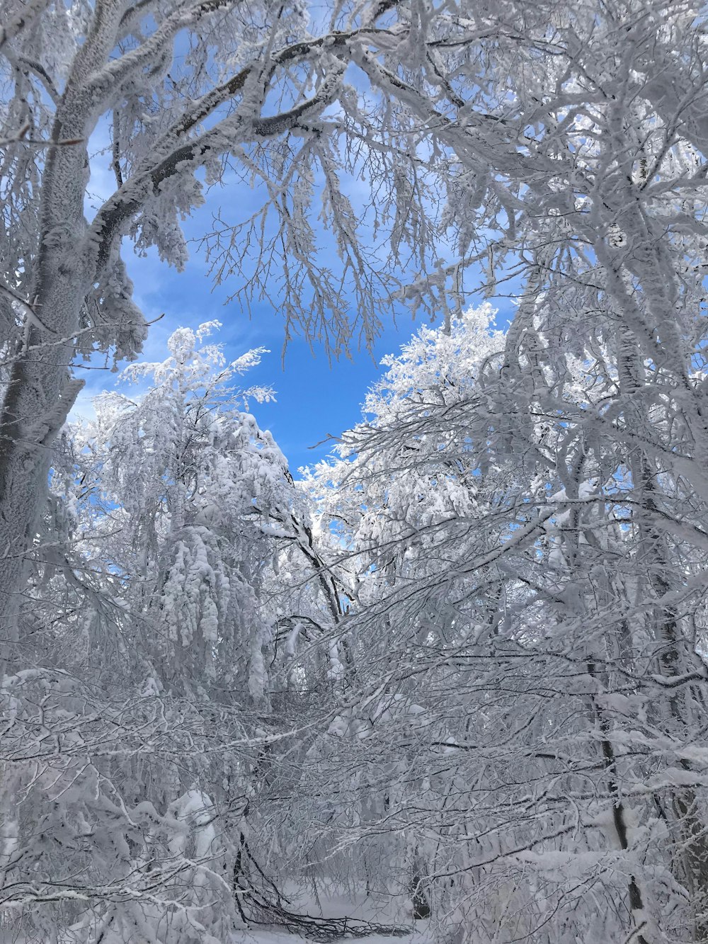 Schneebedeckter Wald unter blauem Himmel am Tag