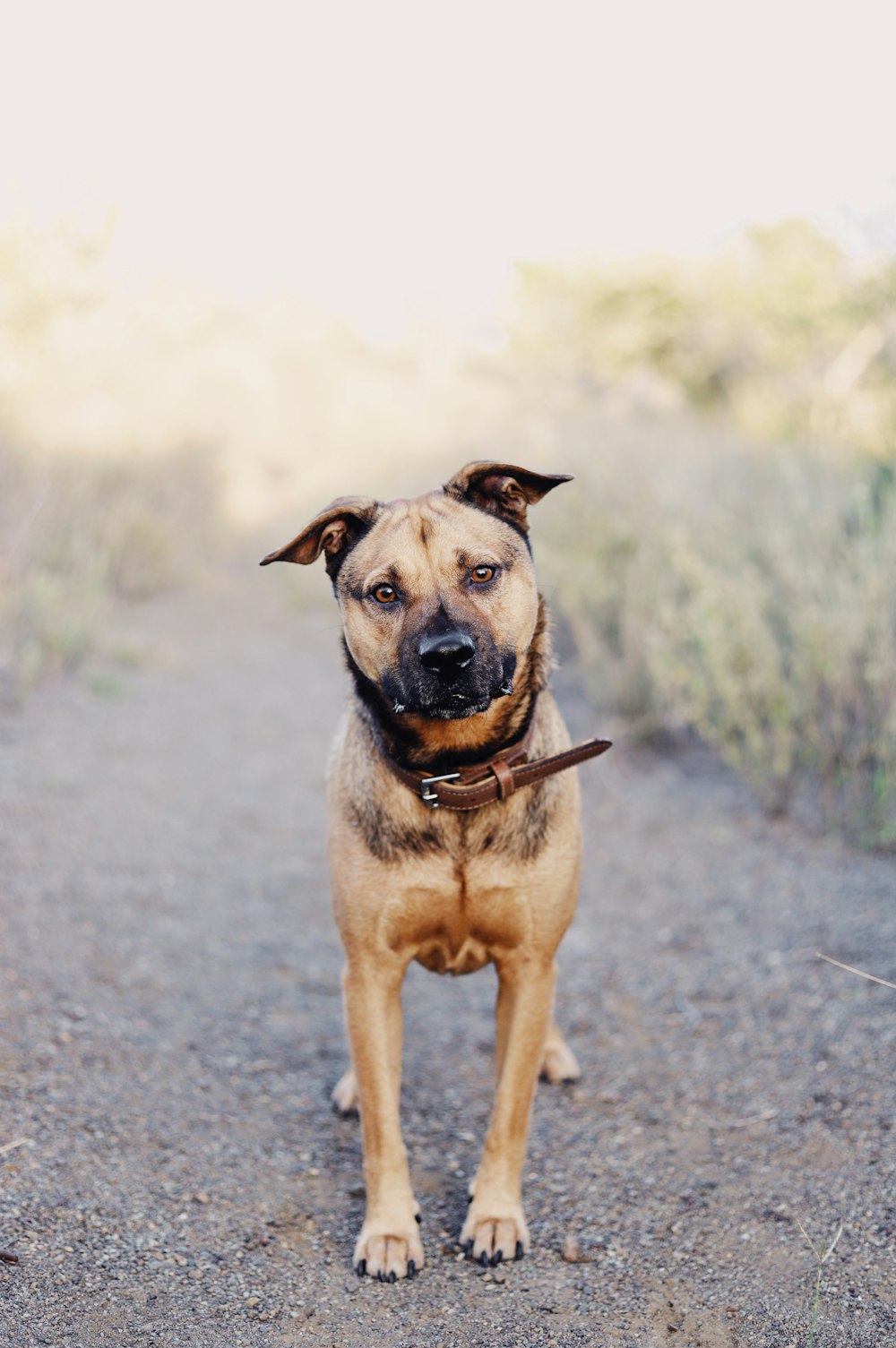 tan and black dog standing on road