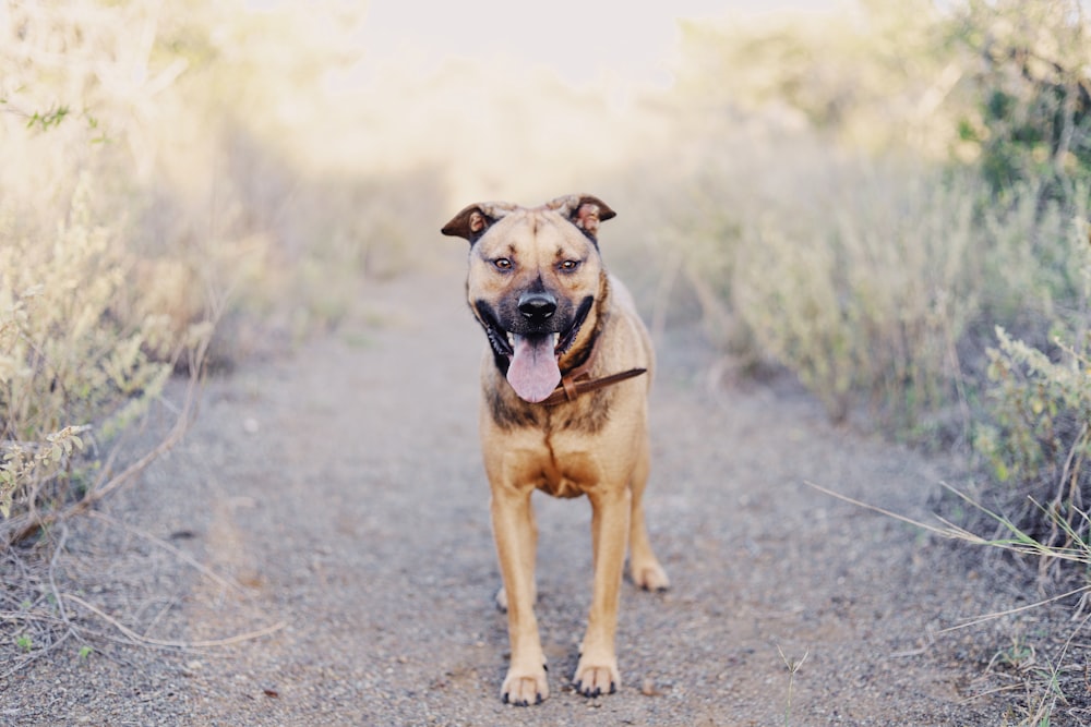 brown short coated large dog during daytime