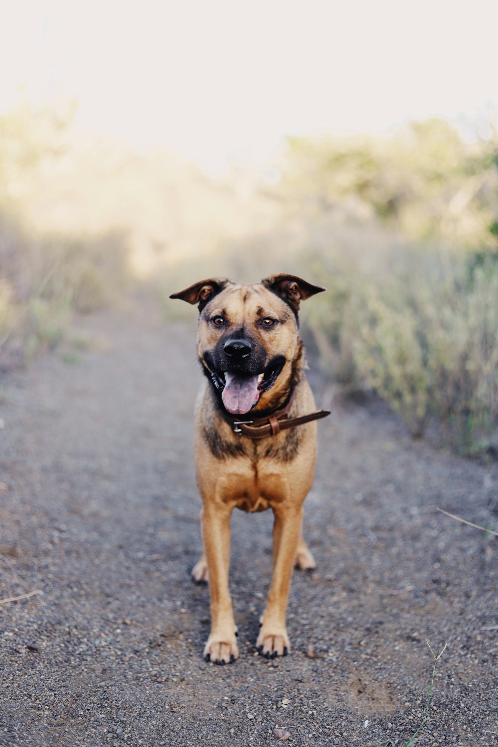 brown dog near plant