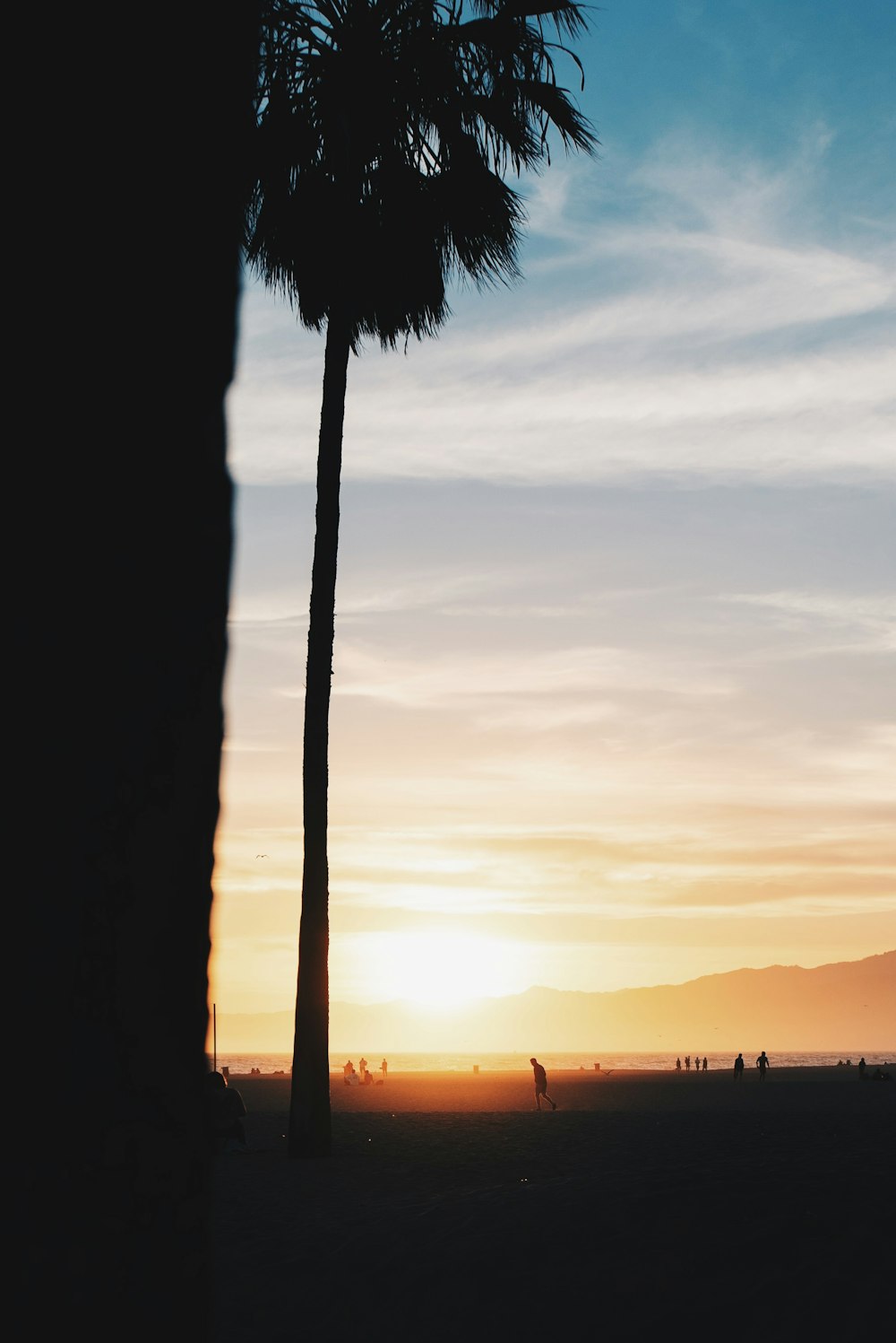 silhouette of palm tree