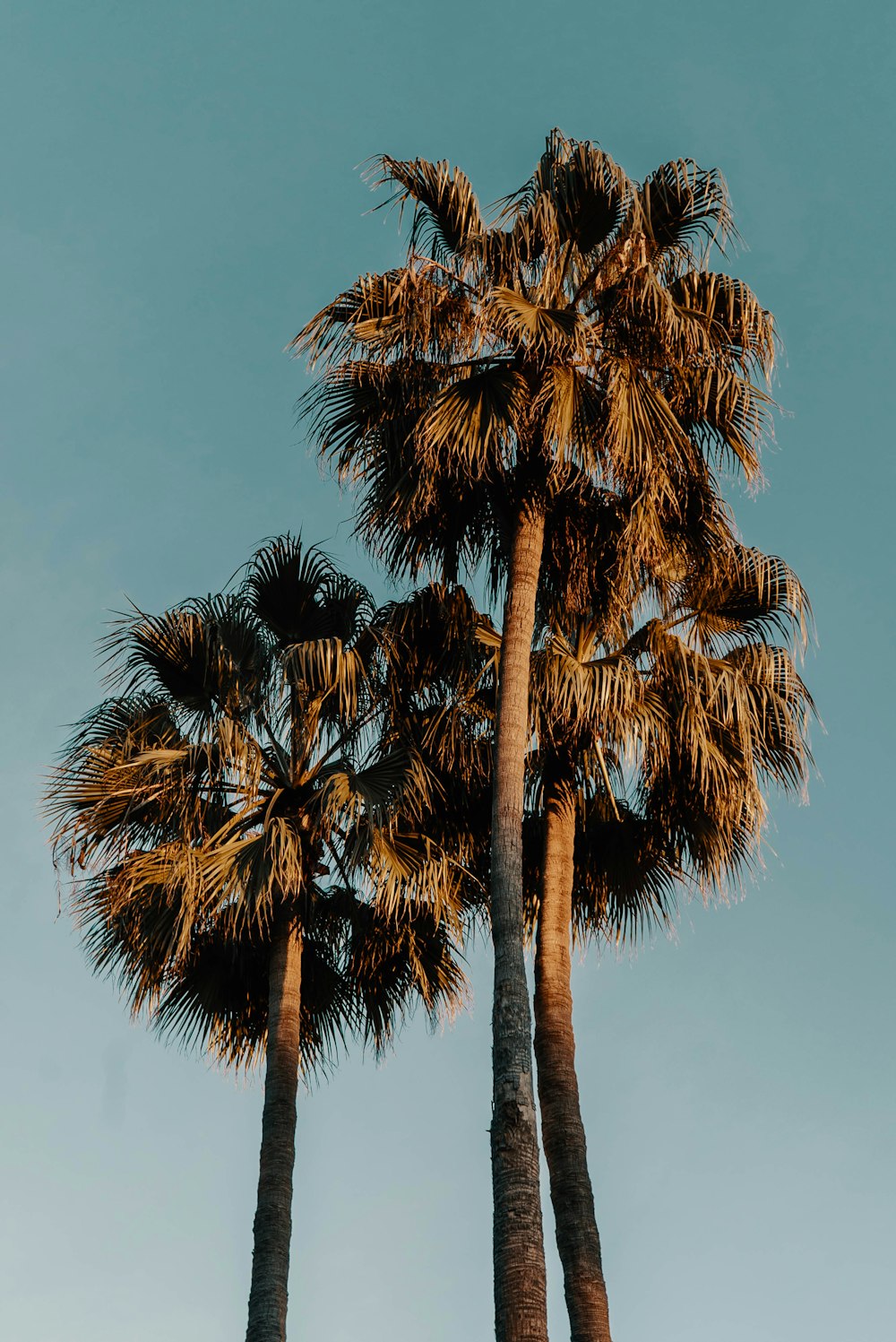 palm trees