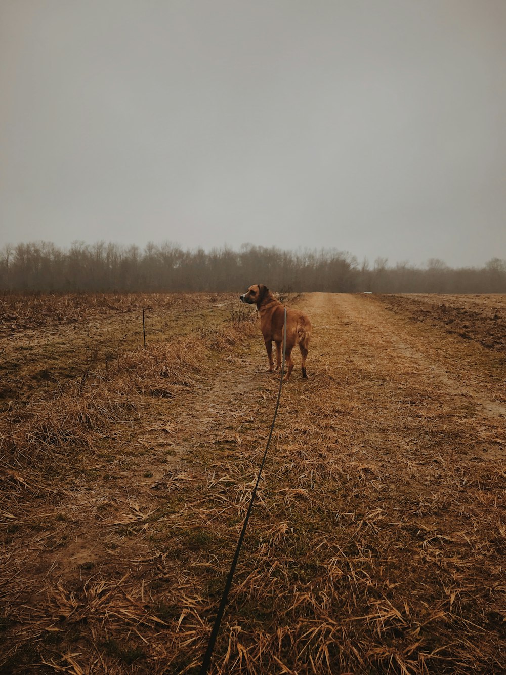 brown coated dog