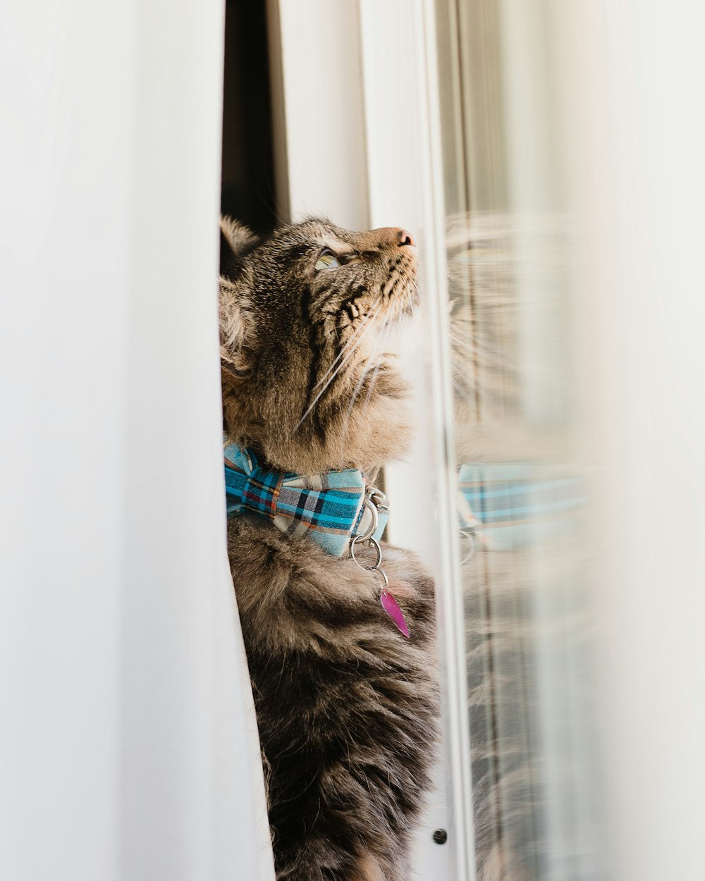 brown cat beside glass window