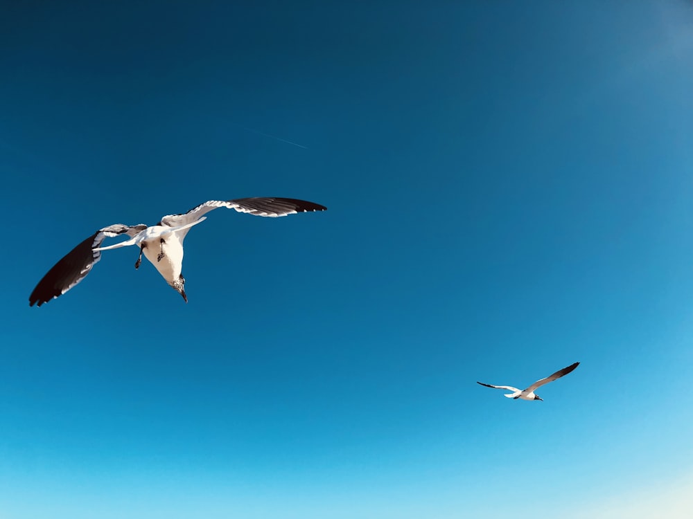 two flying white birds