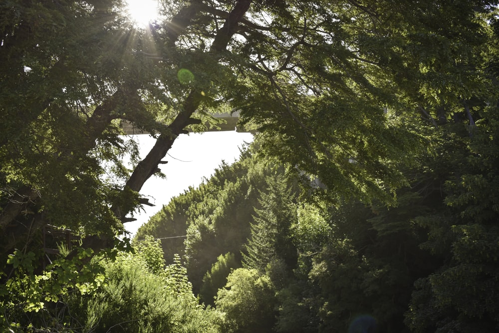 landscape photograph of trees