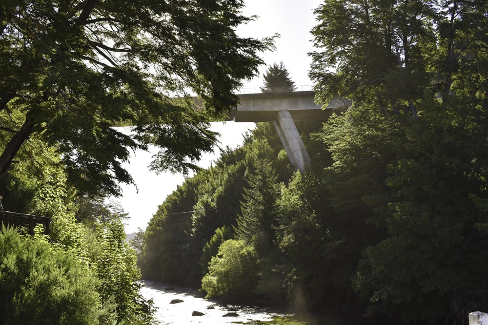 concrete bridge near trees
