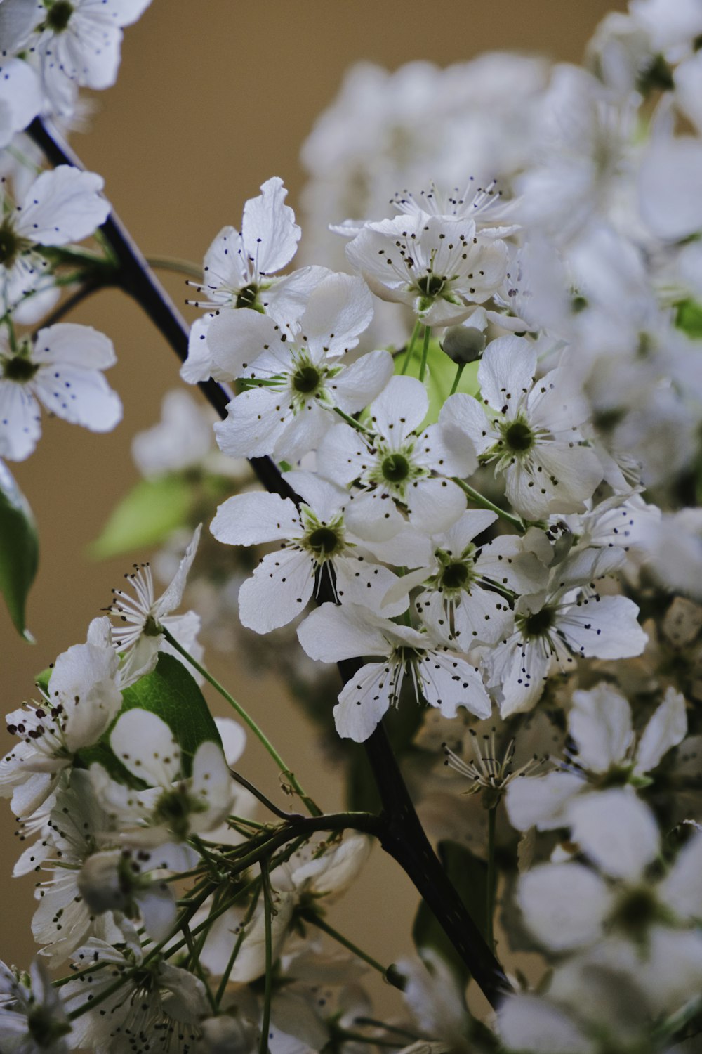 흰 꽃의 근접 촬영