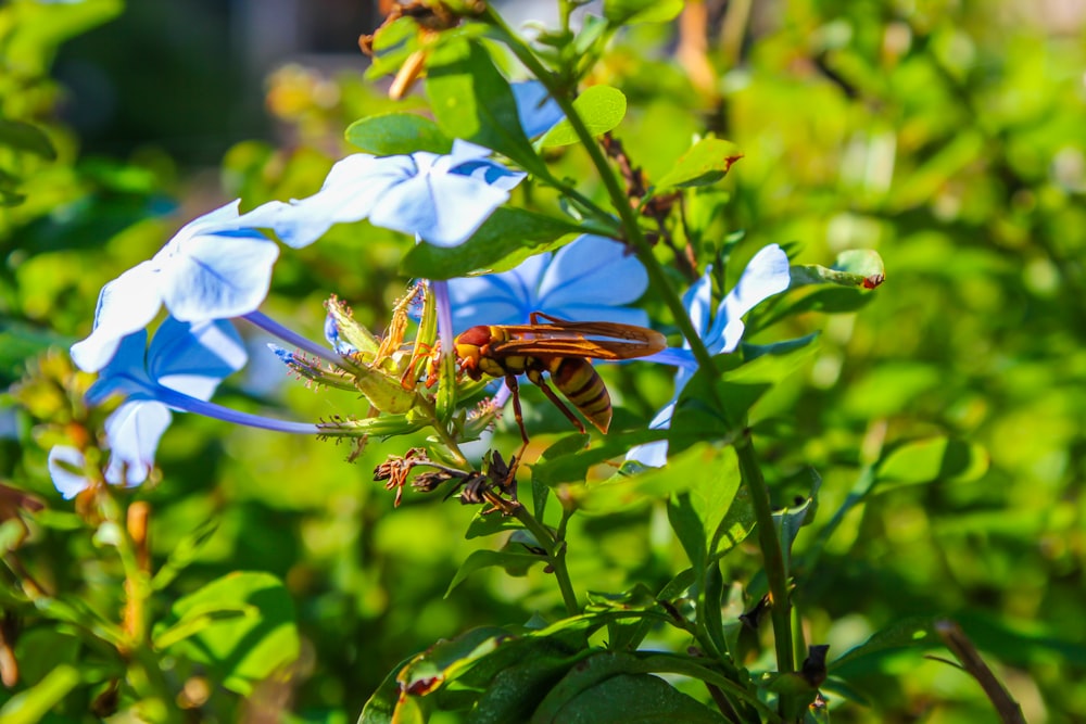 bee on blue flower