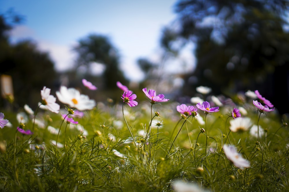 selective focus photography of purple and white flowers