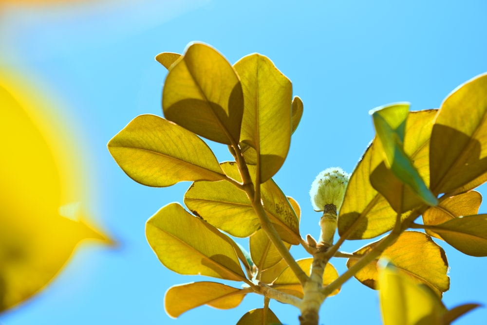 bottom view of selective focus photography of green leaves