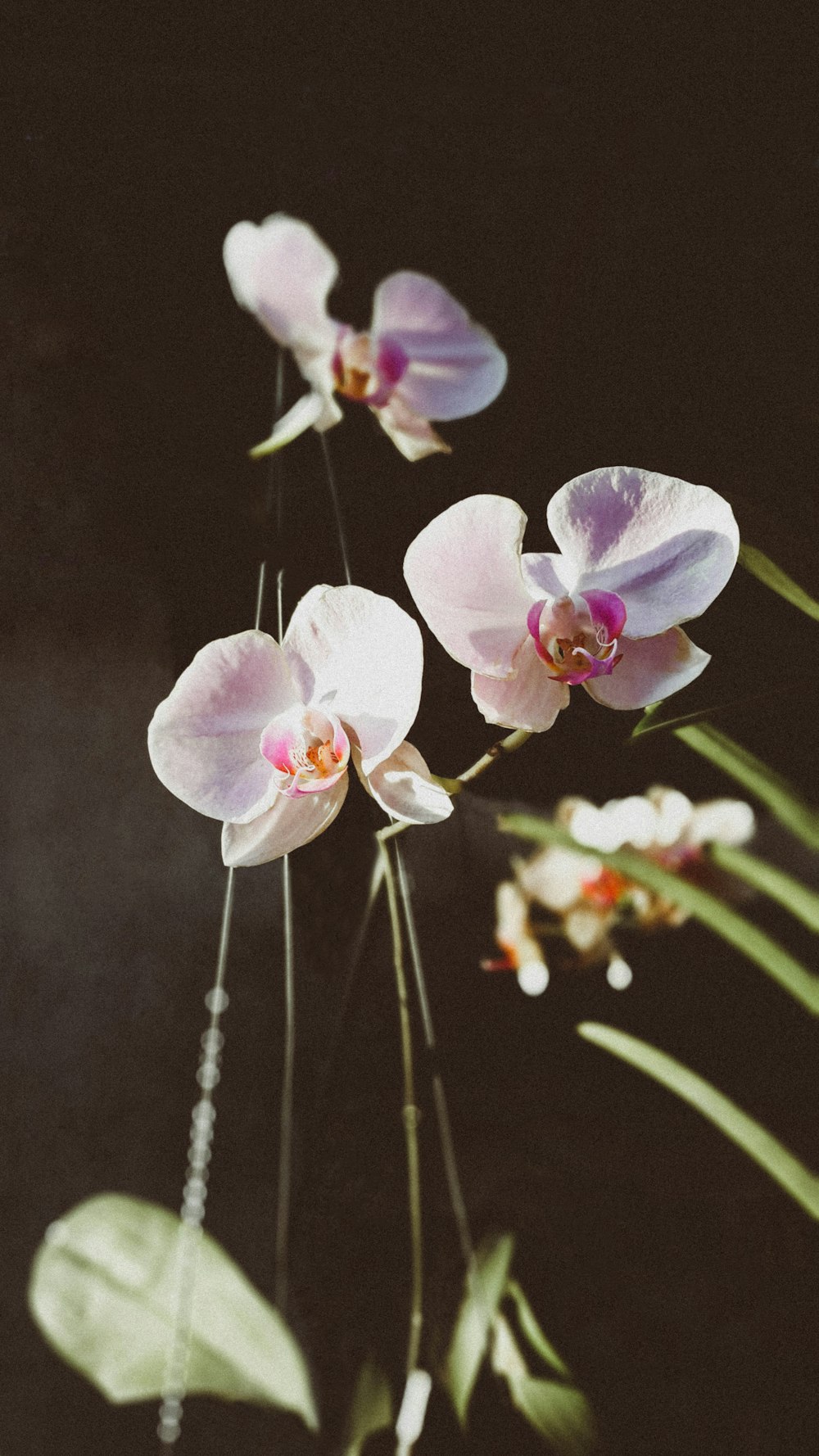 white moth orchid with leaves