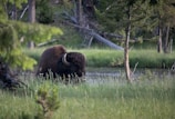 A bison is grazing in a lush, green meadow near a small body of water, surrounded by trees. The scene is serene, capturing the essence of wilderness and nature's tranquility.