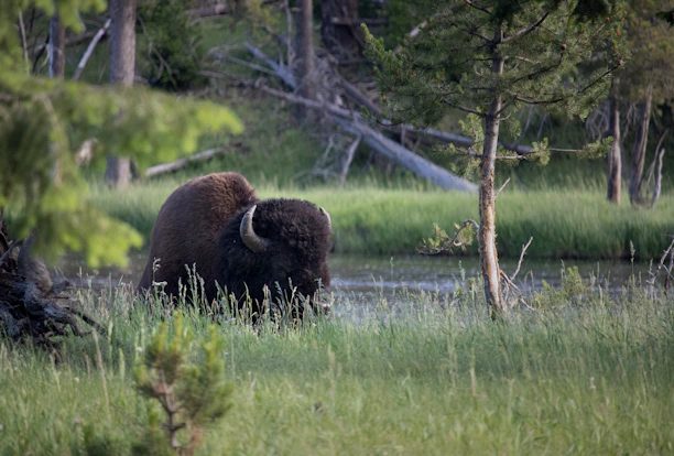 A close-up of a bison grazing peacefully in a lush green Yellowstone meadow.